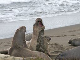 2008Elephant-Seals-13